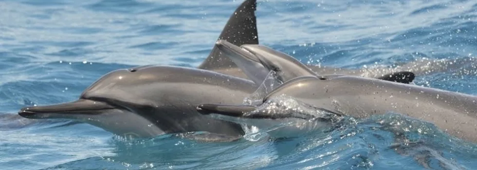 Spinner Dolphins Breaching