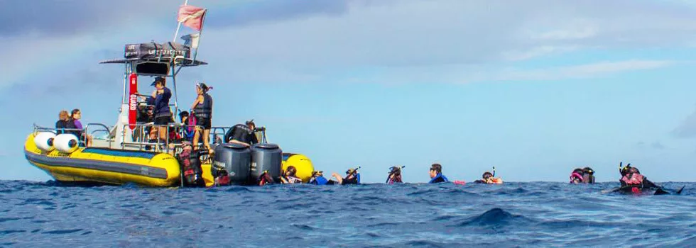 Dolphin Tours Hawaii