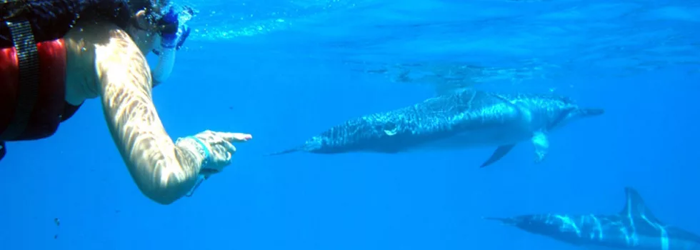 Swim With Dolphins Oahu