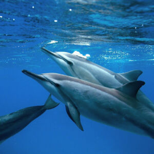 Dolphin Viewing and Snorkel Tour