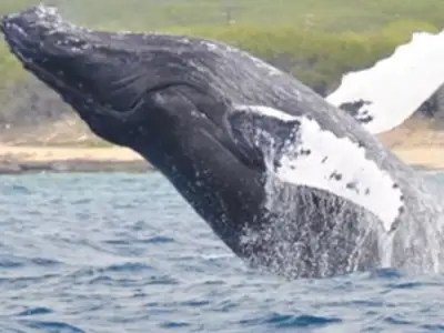 West Oahu Whale Watching and Snorkeling: Humpback whale breach thumb