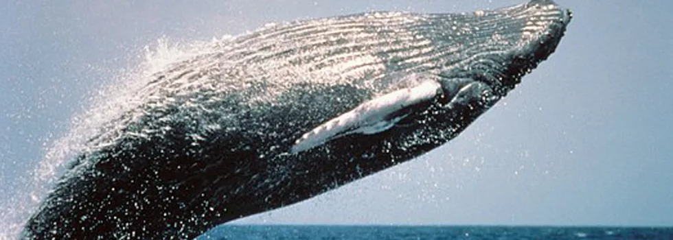 Humpback Whale Koolina Tour