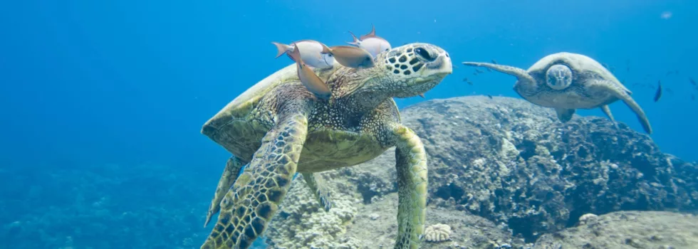 Whale watch and snorkel tour oahu
