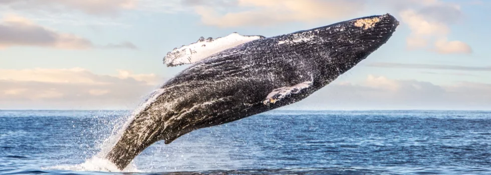 West oahu whale breach