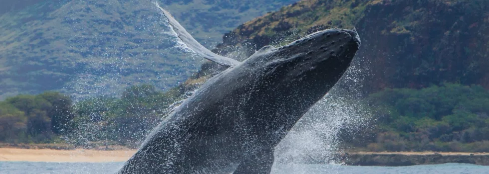 Whale breach waianae