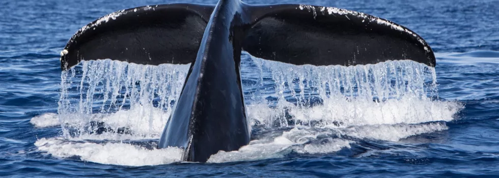 Whale fluke tail oahu