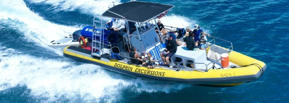 Motorboat whale watching oahu