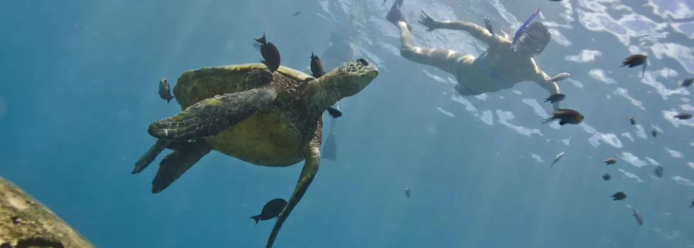Snorkel whale watch combo oahu