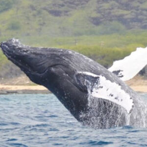 West Oahu Whale Watching and Snorkeling