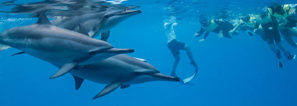 Dolphin snorkel koolina oahu