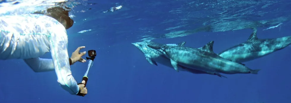 Best swim wild dolphin hawaii