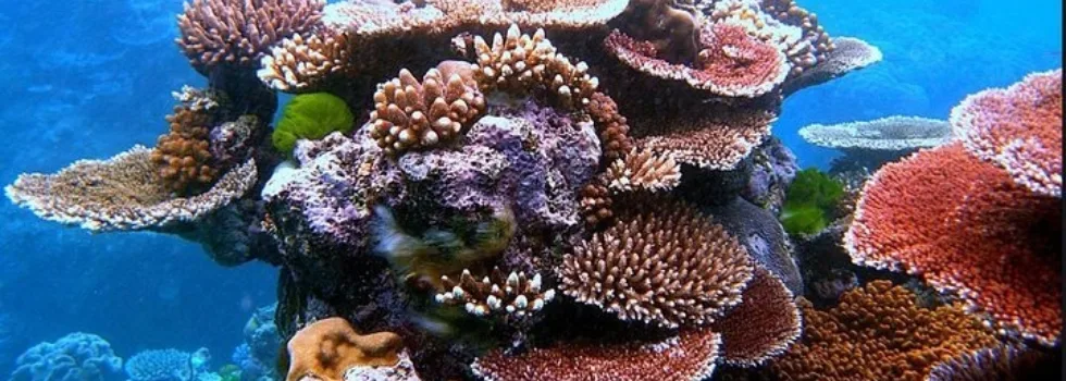 Coral reef kapalua bay maui