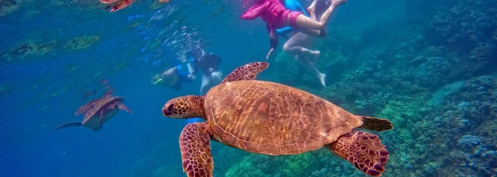 Turtle snorkeling maui