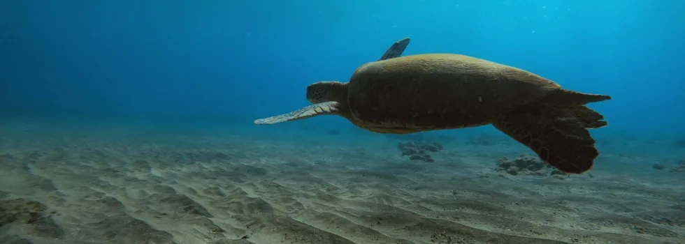 Turtle in kapalua bay