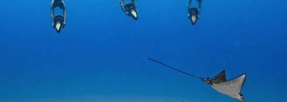 Sea scooter snorkel maui eagle ray