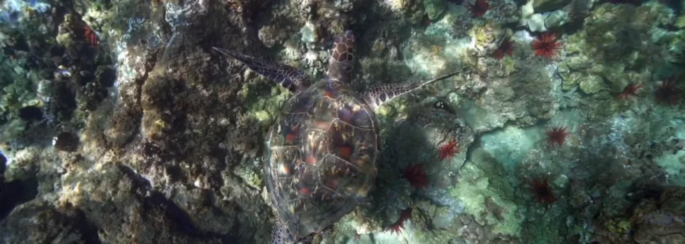 Napili turtle over reef