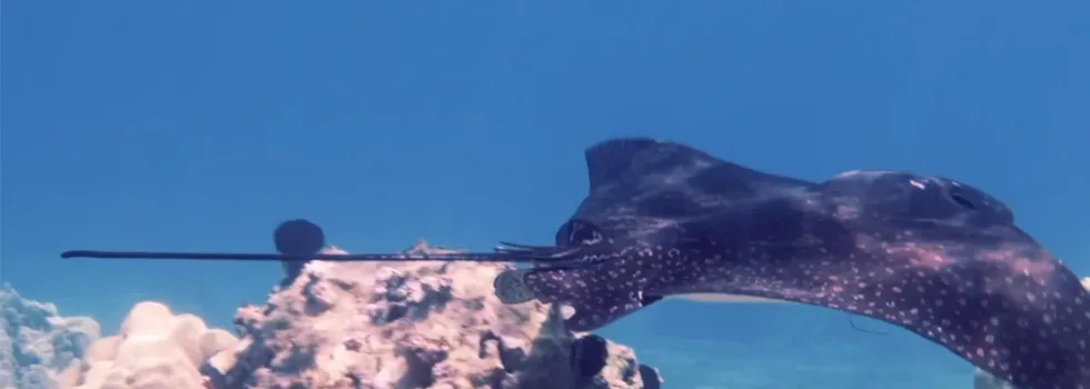 Napili eagle ray
