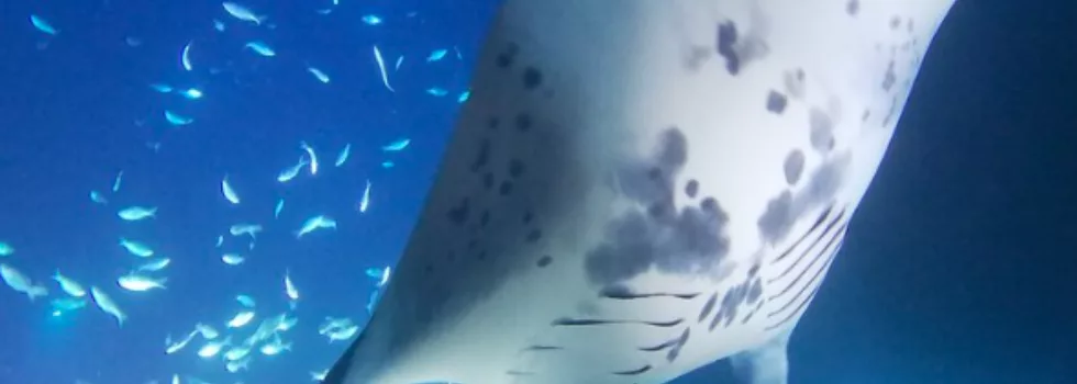 Manta ray snorkeling kona