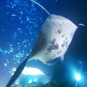 Manta Snorkel or Certified Scuba Dive