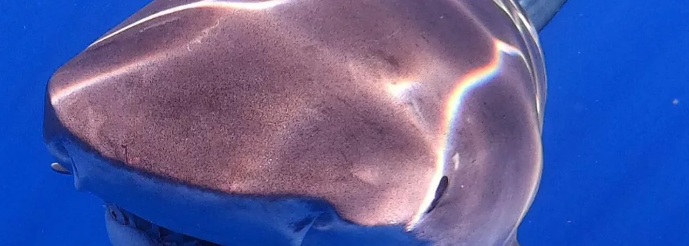 Shark sighting north shore oahu