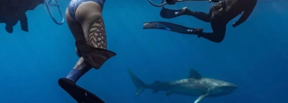 Shark snorkel north shore oahu