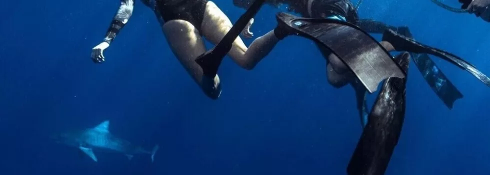 Shark swimming north shore oahu