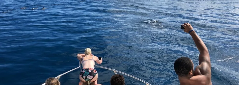 Snorkel boat whale sighting