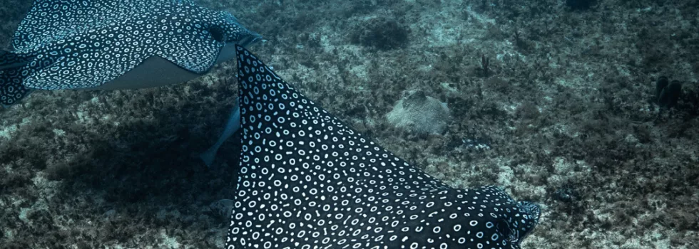 Swim with manta rays oahu