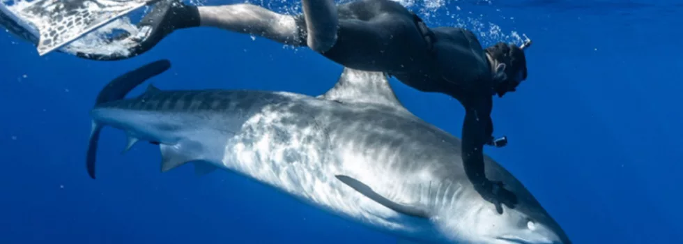 Swim with shark oahu