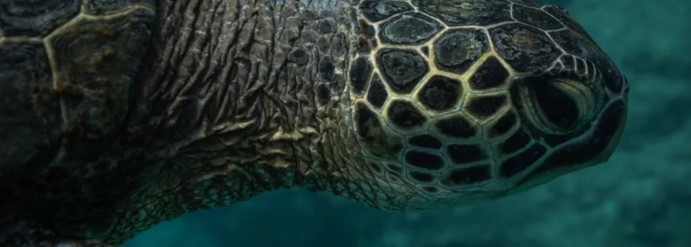 Turtle snorkel oahu