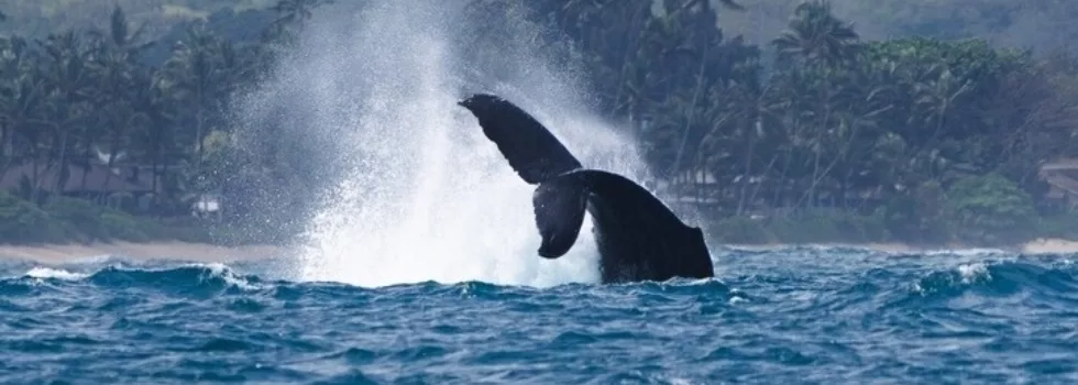 Whale breach north shore oahu