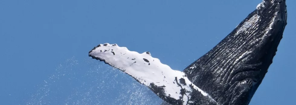 Whale breach oahu