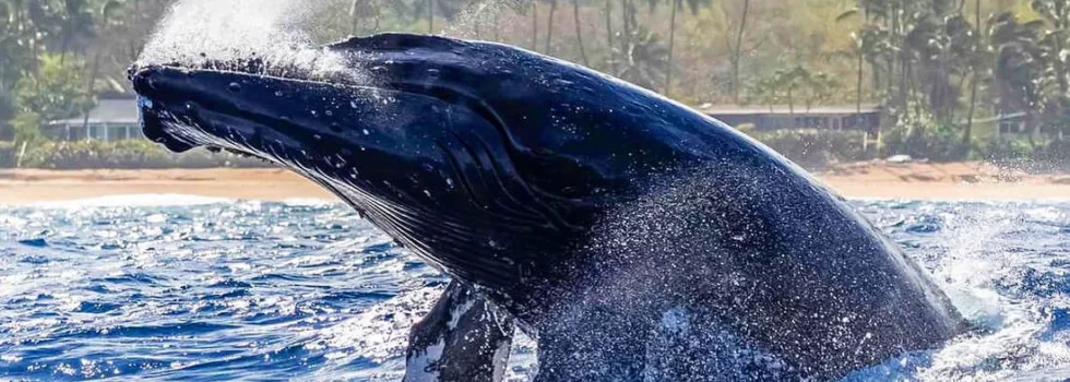 Whale Surfacing north shore oahu