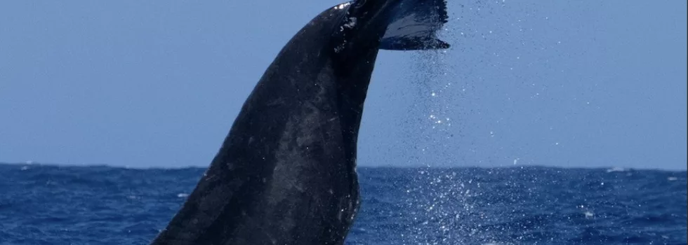 Whale tail hawaii