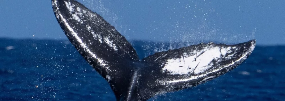 Whale tail slap oahu