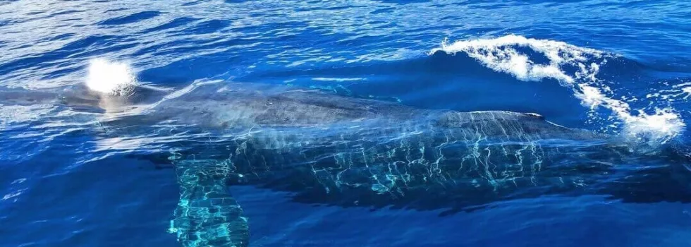 Whale watch hawaii tour