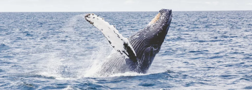 Whale watch north shore oahu