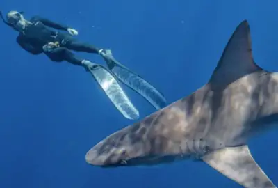 No Cage Shark Snorkel: No cage shark swim haleiwa