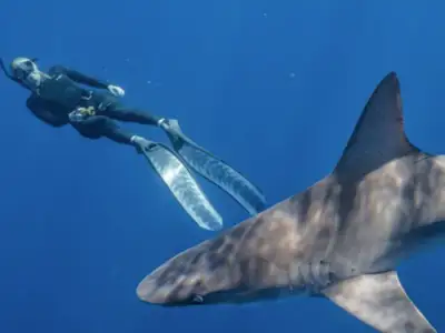 No Cage Shark Snorkel: No cage shark swim haleiwa