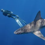 No cage shark swim haleiwa