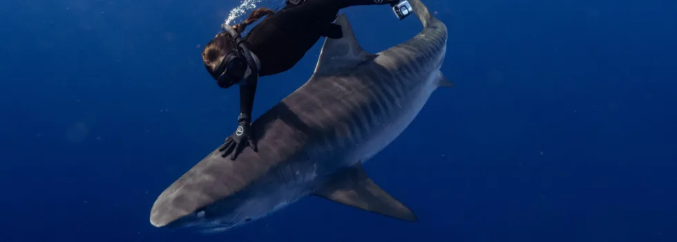 Freediver petting tiger shark