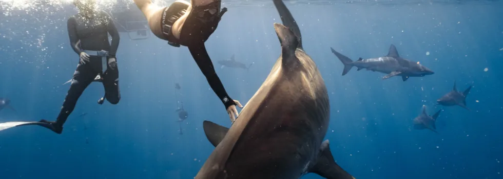 Female diver petting tiger shark
