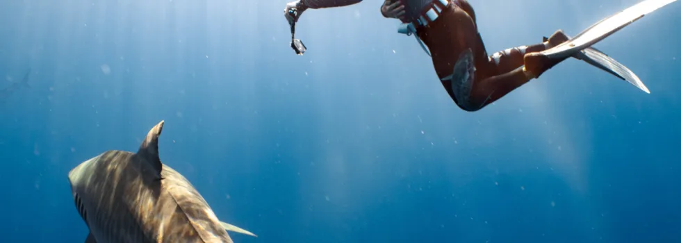 Female freediver tiger shark oahu