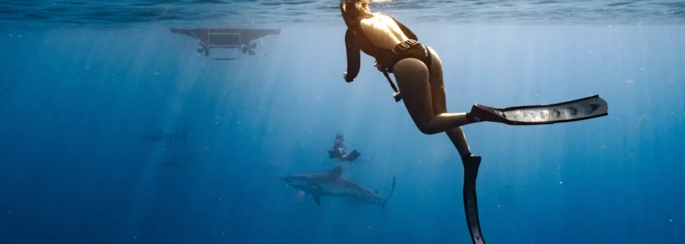 Diver swims with sharks oahu