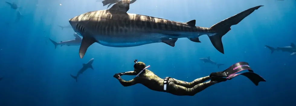 Male diver with tiger shark oahu