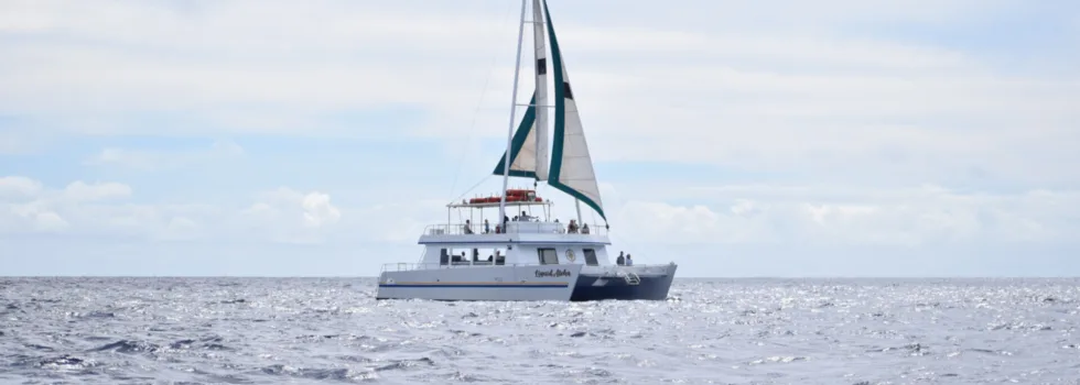 Catamaran sailing off honolulu