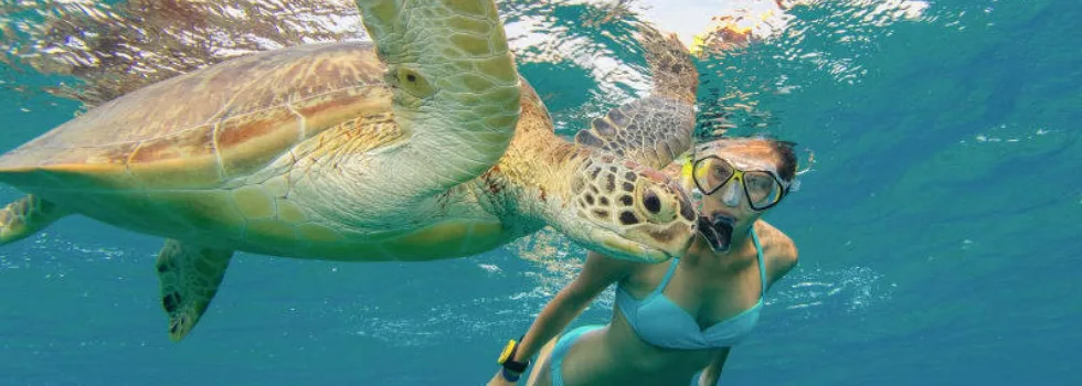 Snorkel with turtle from waikiki catamaran