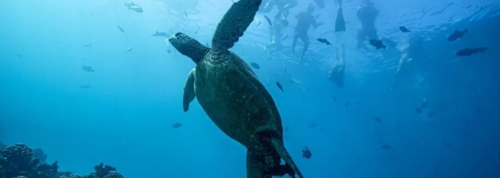 Snorkeling with turtles waikiki beach tour