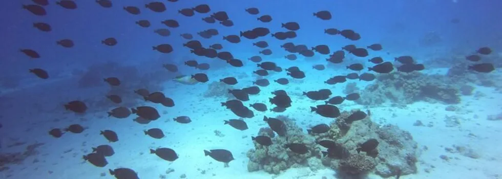 Trigger fish school waikiki