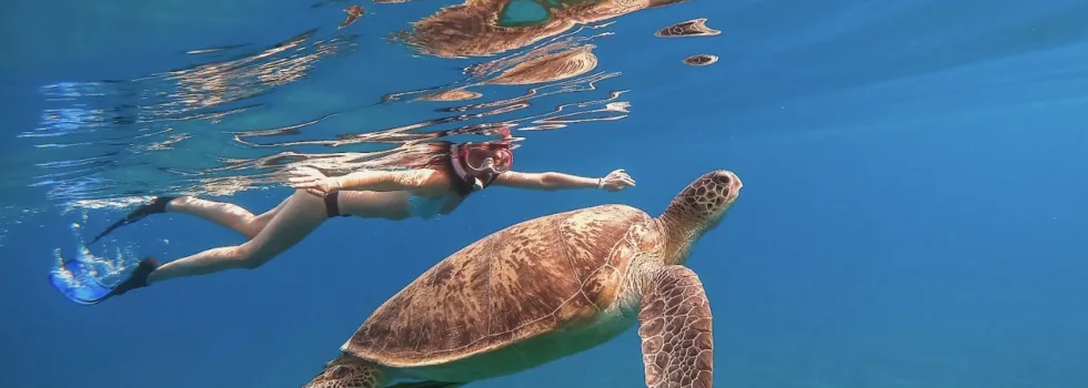 Turtle snorkeling from catamaran honolulu